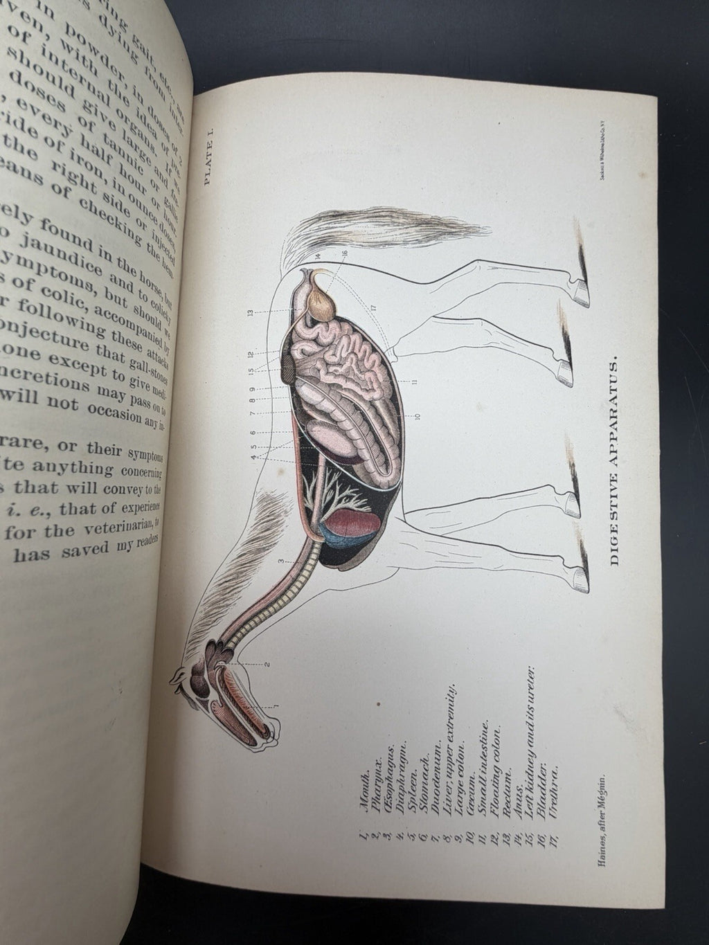 US Department of Agriculture Diseases of The Horse 1890 illustrated