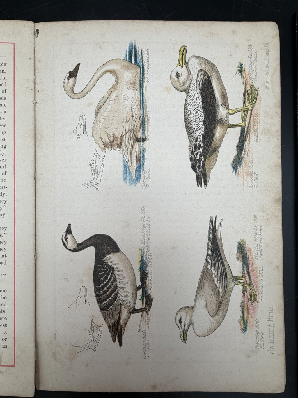 1878 Prangs Natural History Series Children Swimming Birds Antique Book