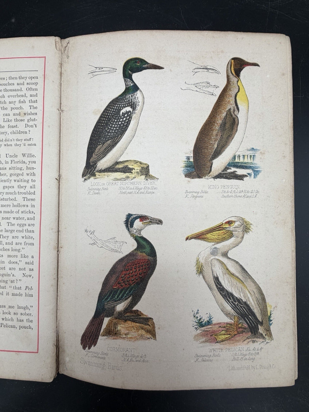 1878 Prangs Natural History Series Children Swimming Birds Antique Book