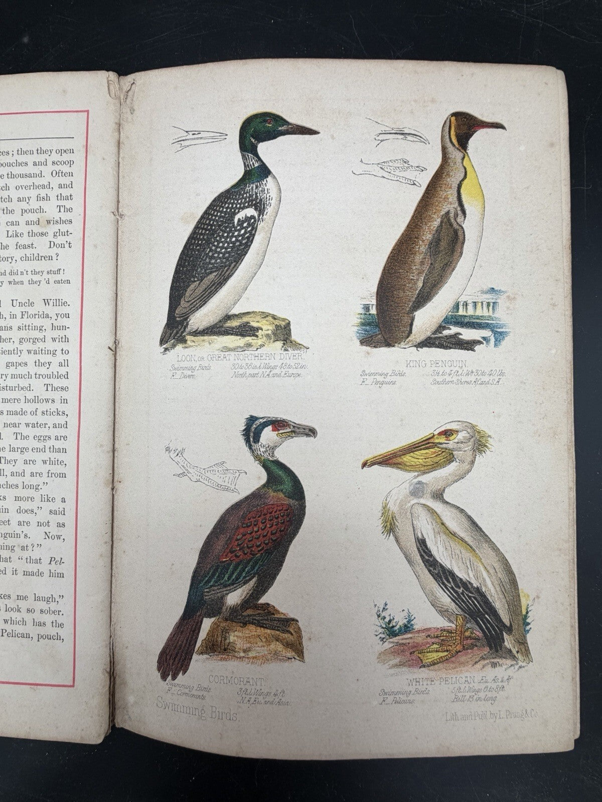 1878 Prangs Natural History Series Children Swimming Birds Antique Book