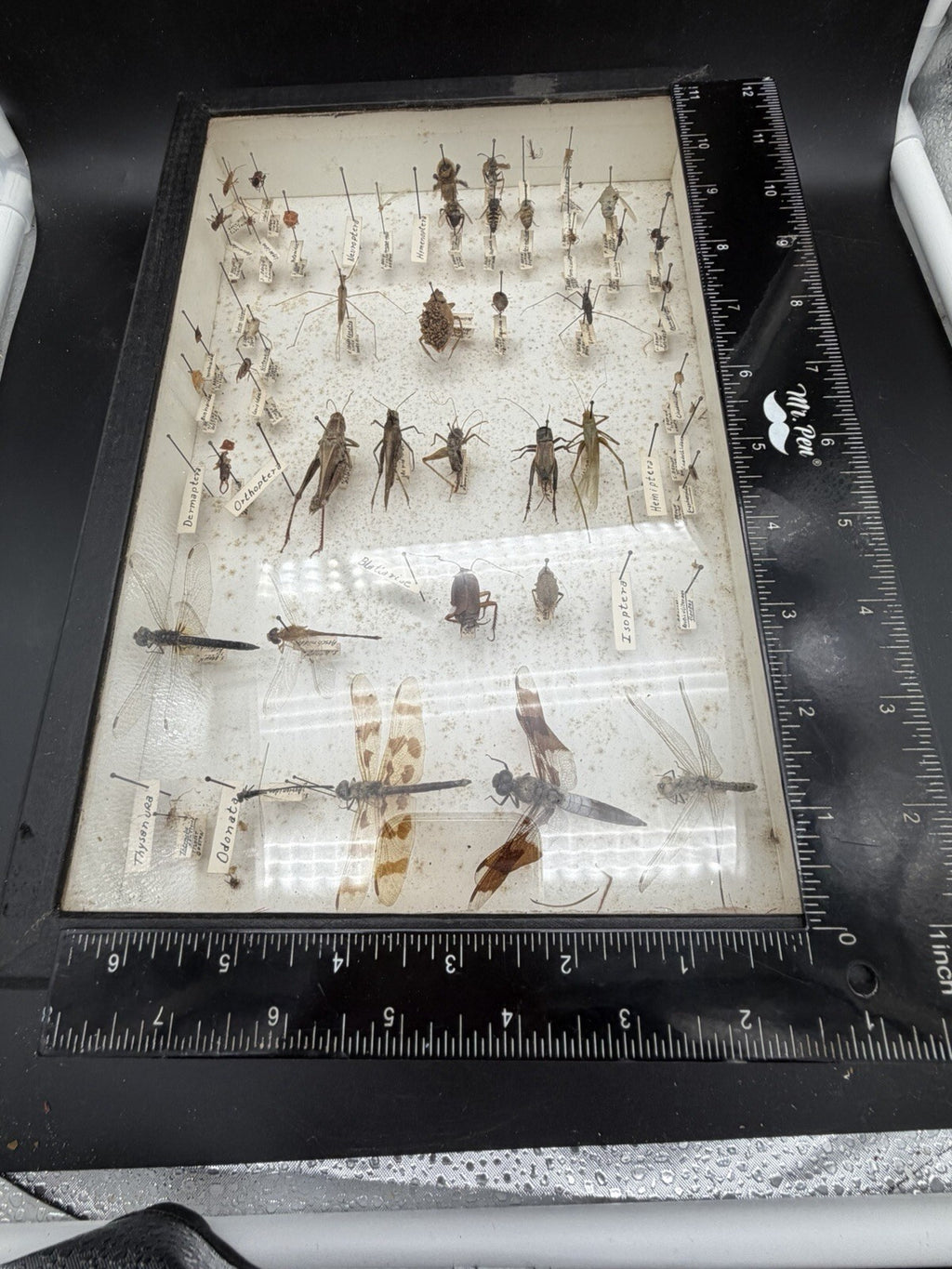 Vintage 1960s Framed Entomology Specimen Box Insect Display