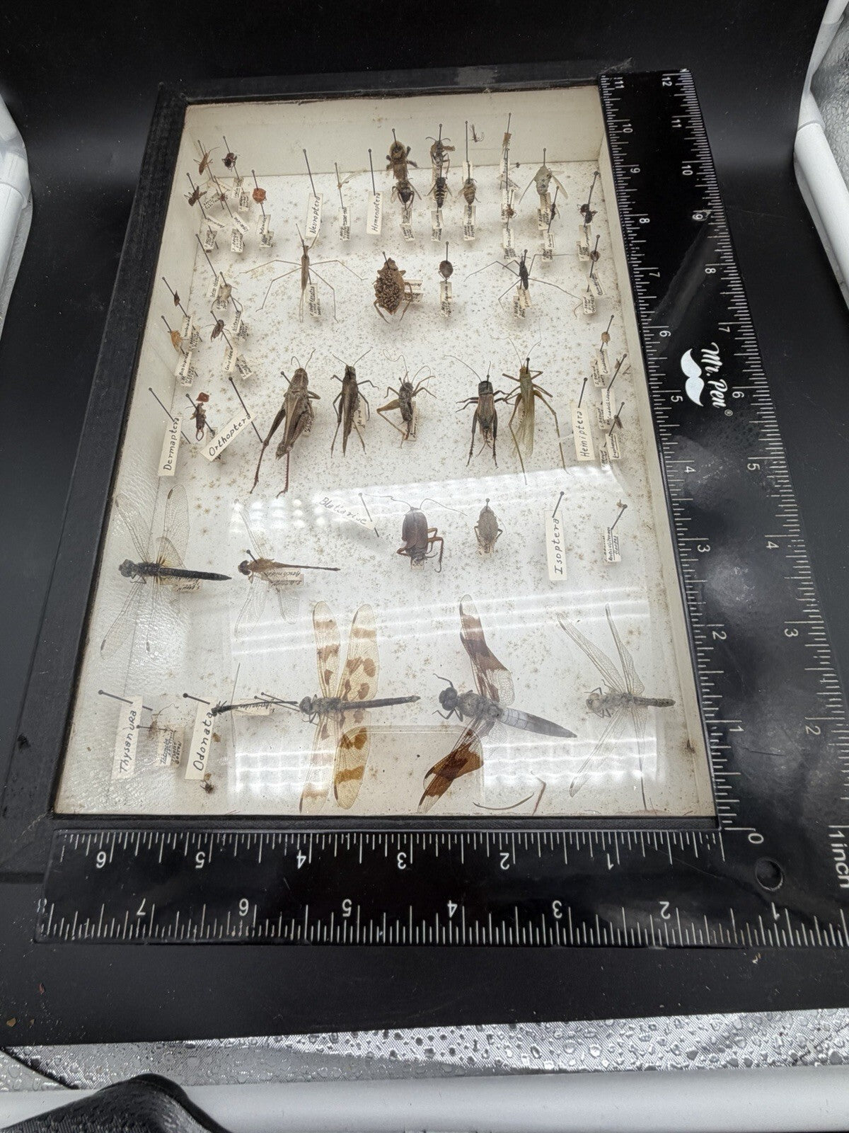 Vintage 1960s Framed Entomology Specimen Box Insect Display