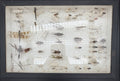 Vintage 1960s Framed Entomology Specimen Box Insect Display