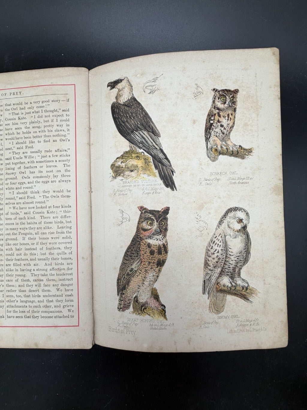 1878 Prang's Natural History Series Children Birds Of Prey Antique Color Book⁠