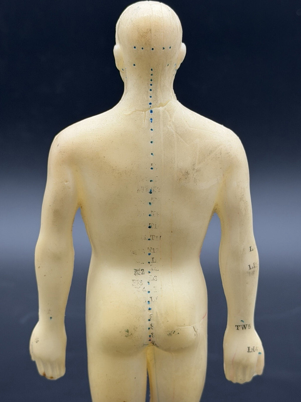 Tam's Tong Ren Acupuncture Model Human Figure 10 Inch TCM Reference Medical