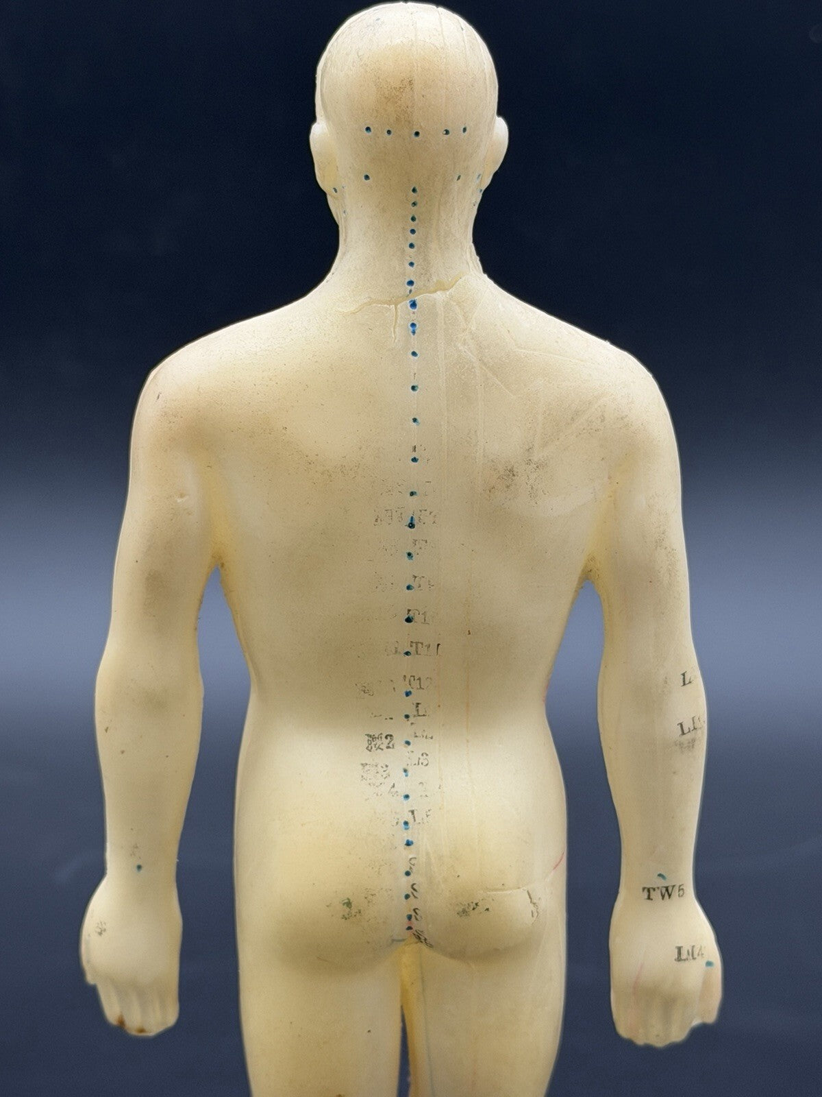 Tam's Tong Ren Acupuncture Model Human Figure 10 Inch TCM Reference Medical