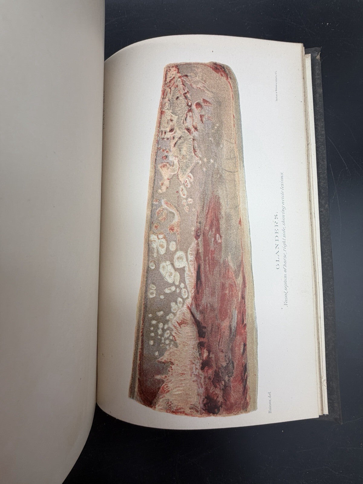 US Department of Agriculture Diseases of The Horse 1890 illustrated