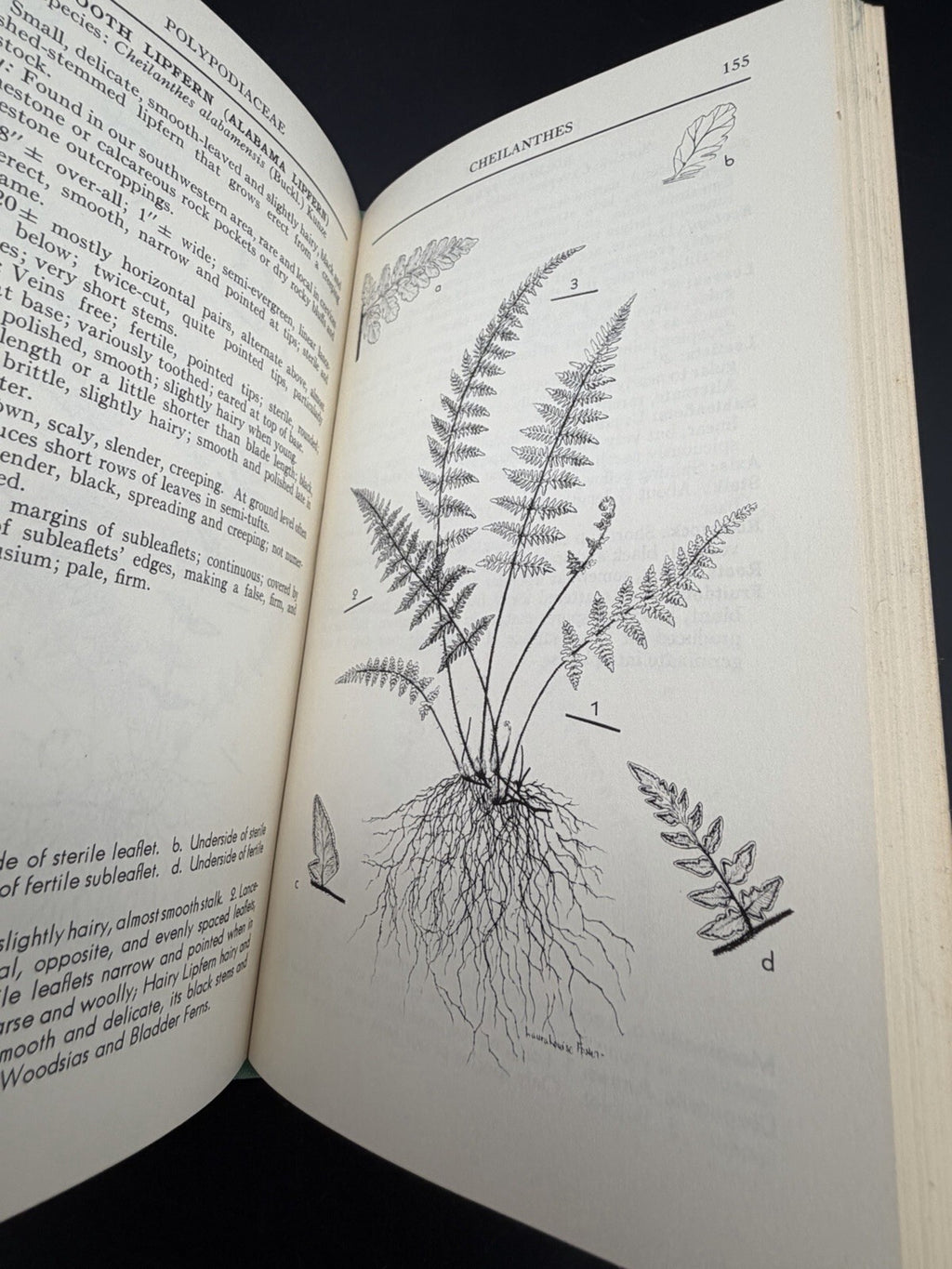A Field Guide to the Ferns Boughton Cobb Peterson Field Guide Series