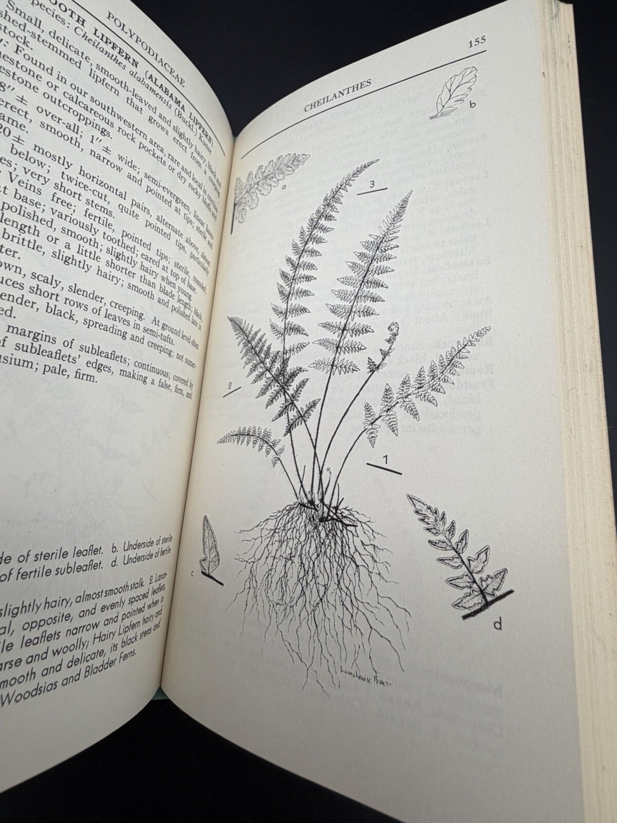 A Field Guide to the Ferns Boughton Cobb Peterson Field Guide Series