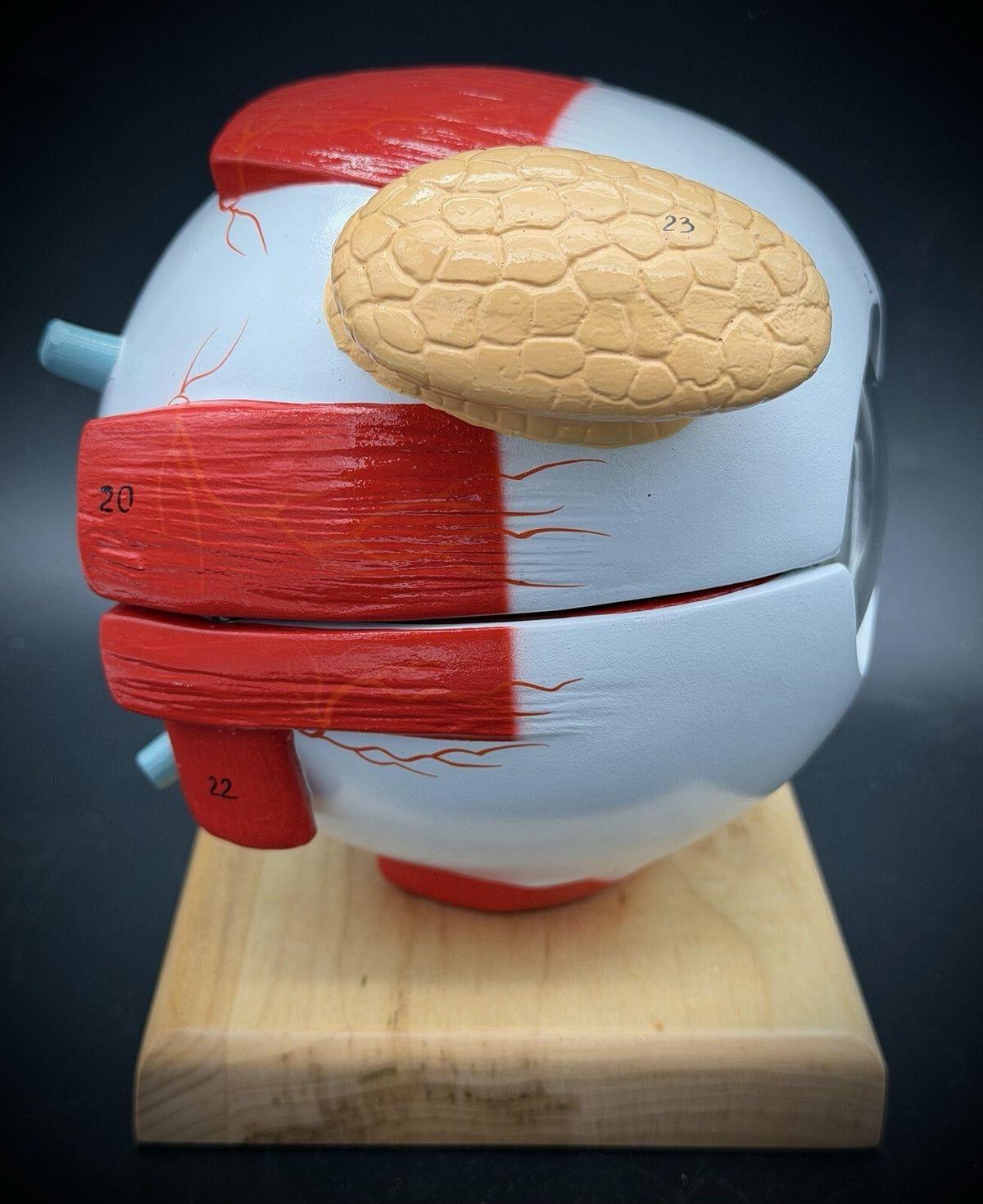 Denoyer-Geppert Autographed Anatomy Oversized Giant Human Eye Model on Base