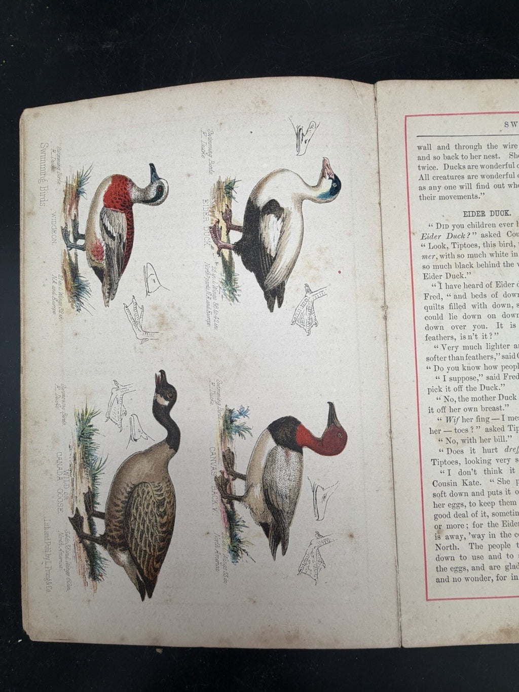 1878 Prangs Natural History Series Children Swimming Birds Antique Book