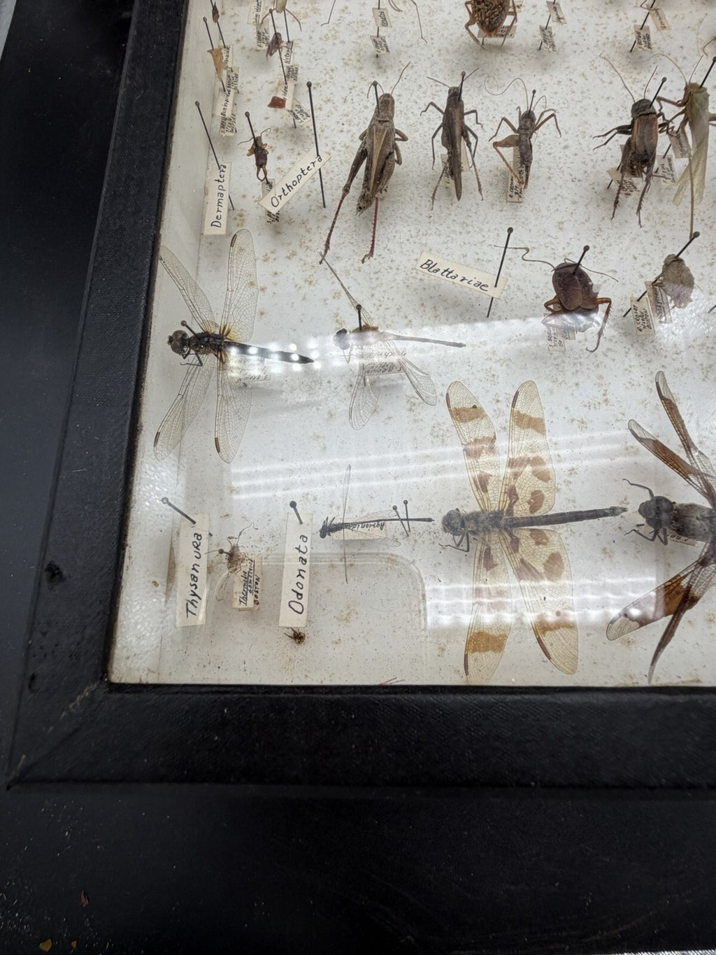 Vintage 1960s Framed Entomology Specimen Box Insect Display