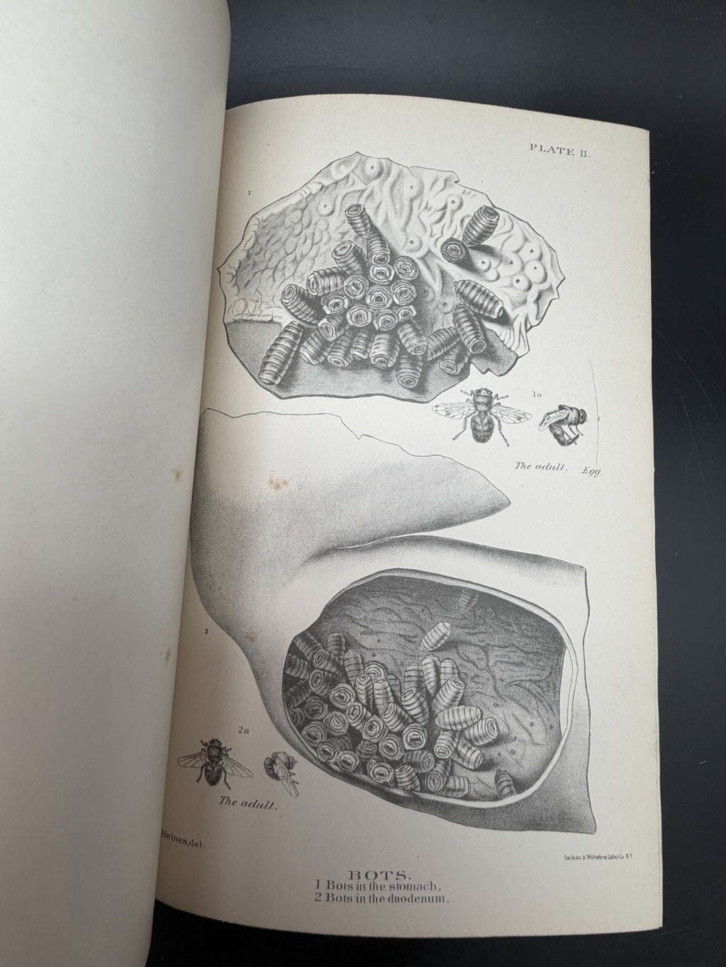 US Department of Agriculture Diseases of The Horse 1890 illustrated