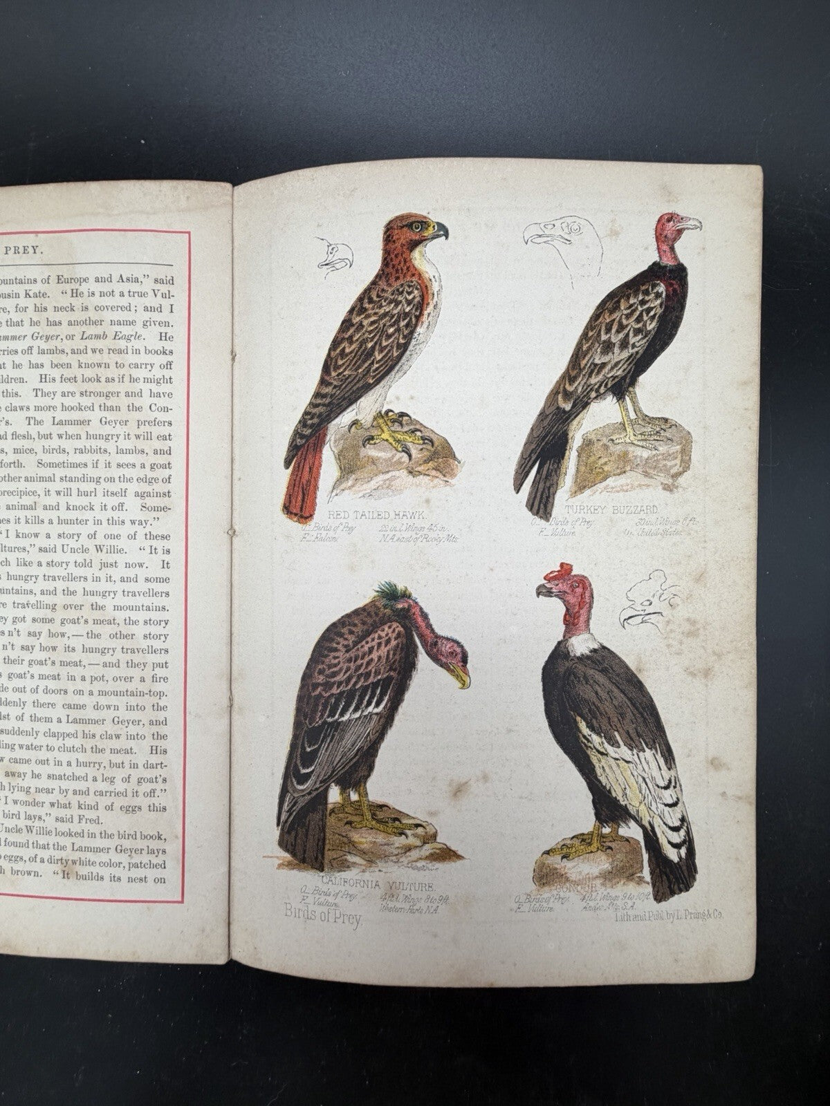 1878 Prang's Natural History Series Children Birds Of Prey Antique Color Book⁠