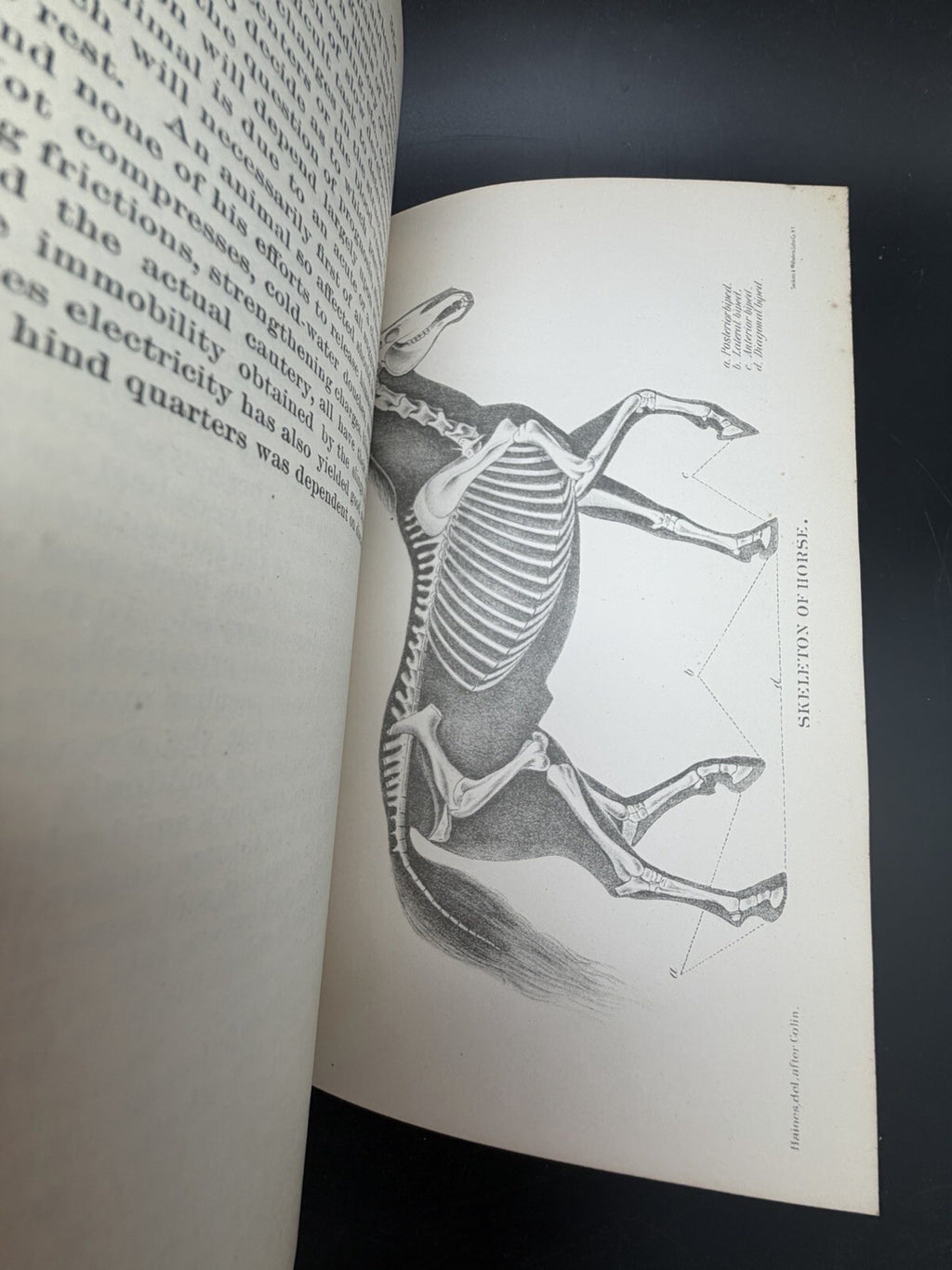 US Department of Agriculture Diseases of The Horse 1890 illustrated