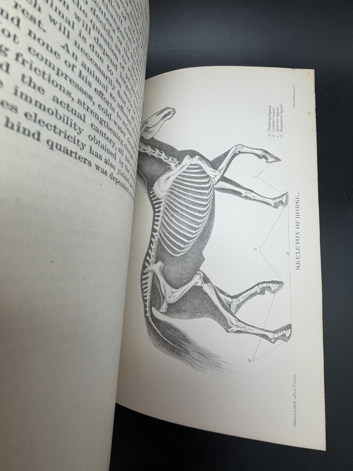 US Department of Agriculture Diseases of The Horse 1890 illustrated