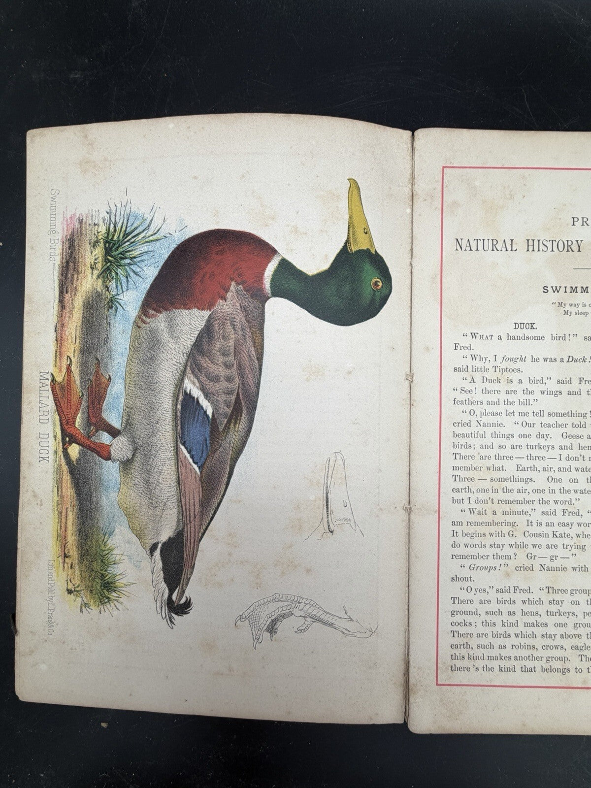 1878 Prangs Natural History Series Children Swimming Birds Antique Book