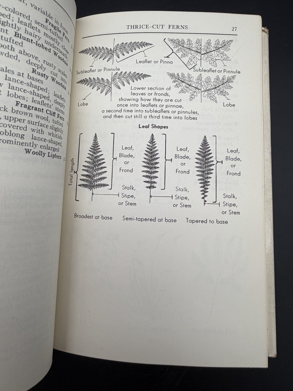 A Field Guide to the Ferns Boughton Cobb Peterson Field Guide Series