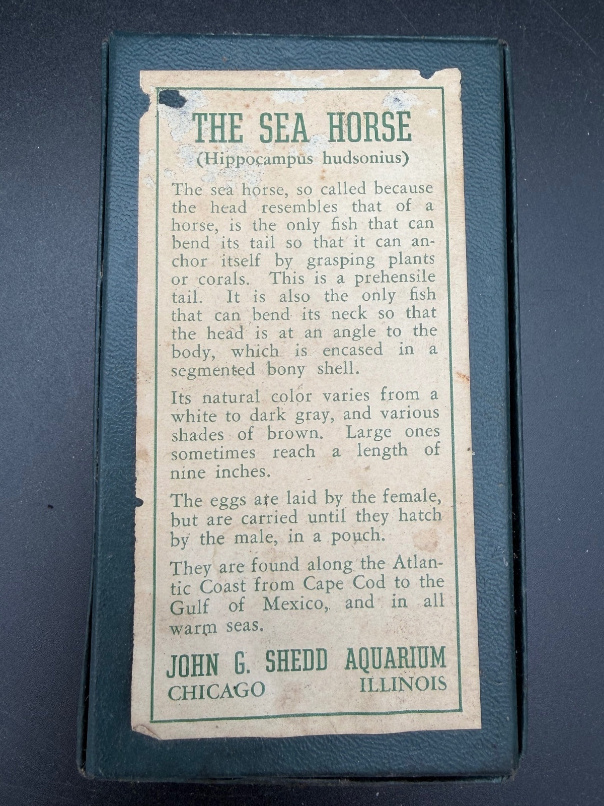 Vintage Shedd Aquarium Dried Seahorse Riker Mount Specimen Chicago Souvenir Oddities