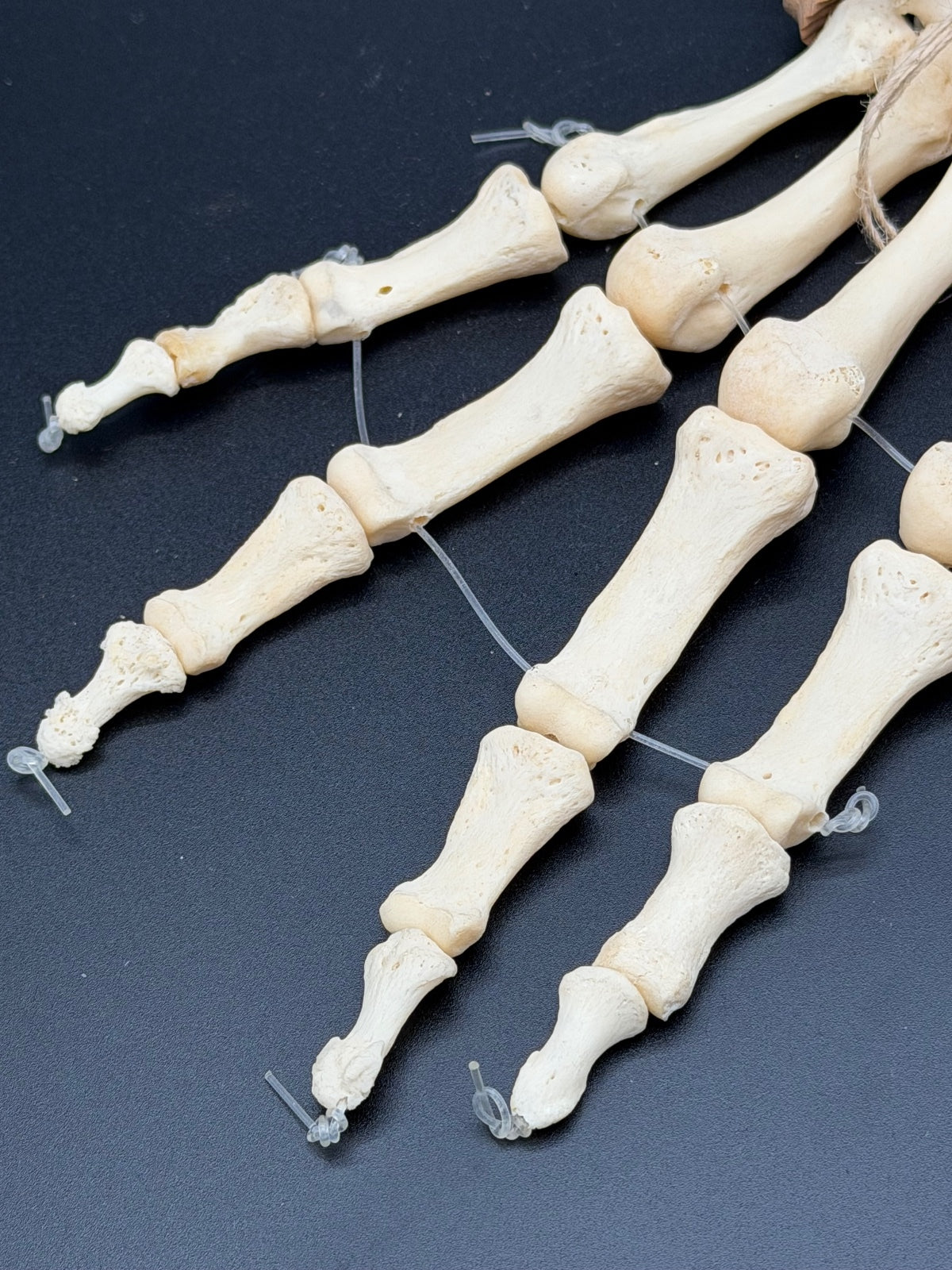 Articulated Real Human Hand Bone Model – Anatomical Medical Teaching Specimen