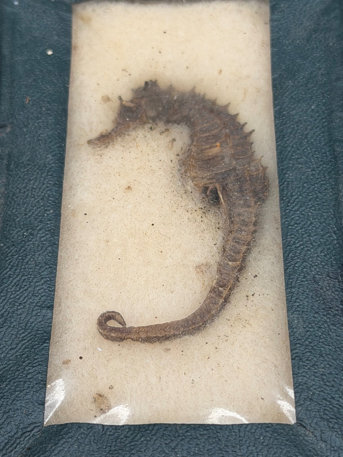 Vintage Shedd Aquarium Dried Seahorse Riker Mount Specimen Chicago Souvenir Oddities