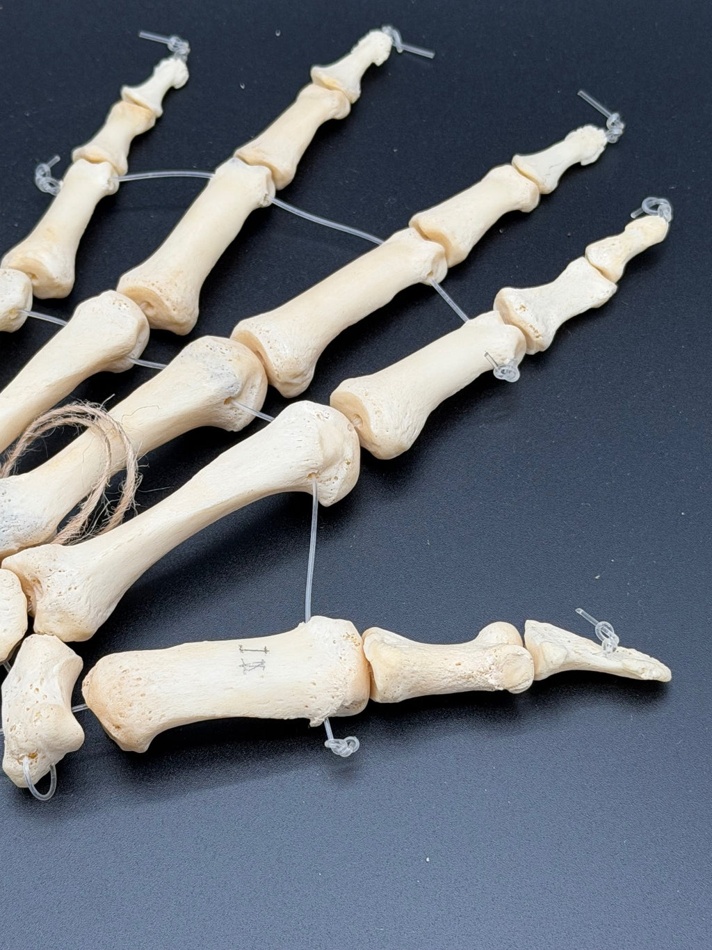 Articulated Real Human Hand Bone Model – Anatomical Medical Teaching Specimen