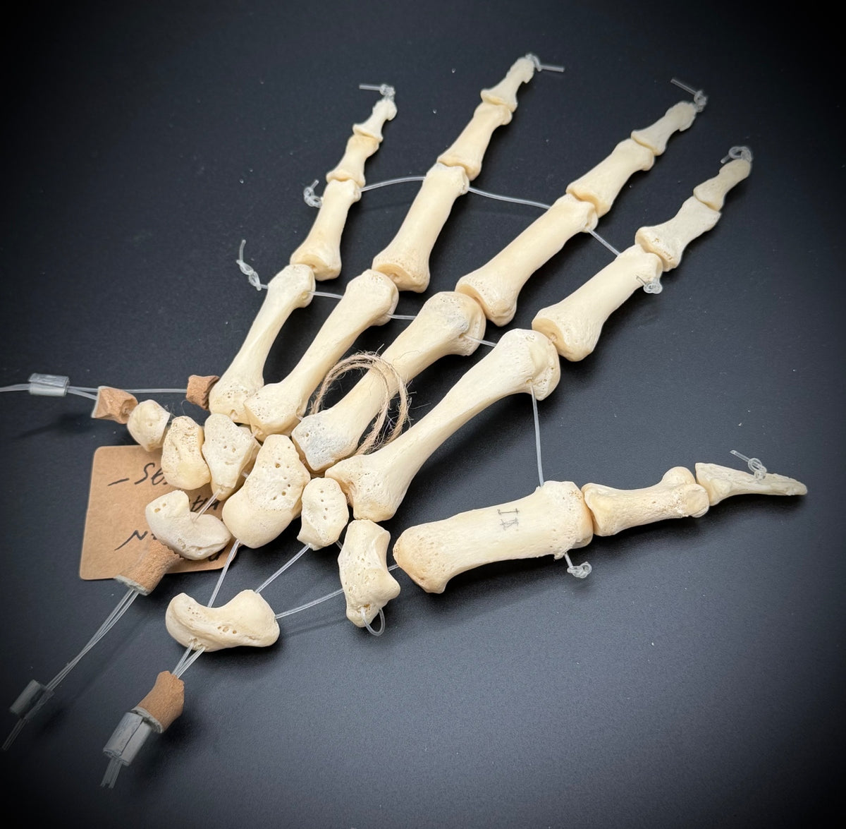 Articulated Real Human Hand Bone Model – Anatomical Medical Teaching Specimen