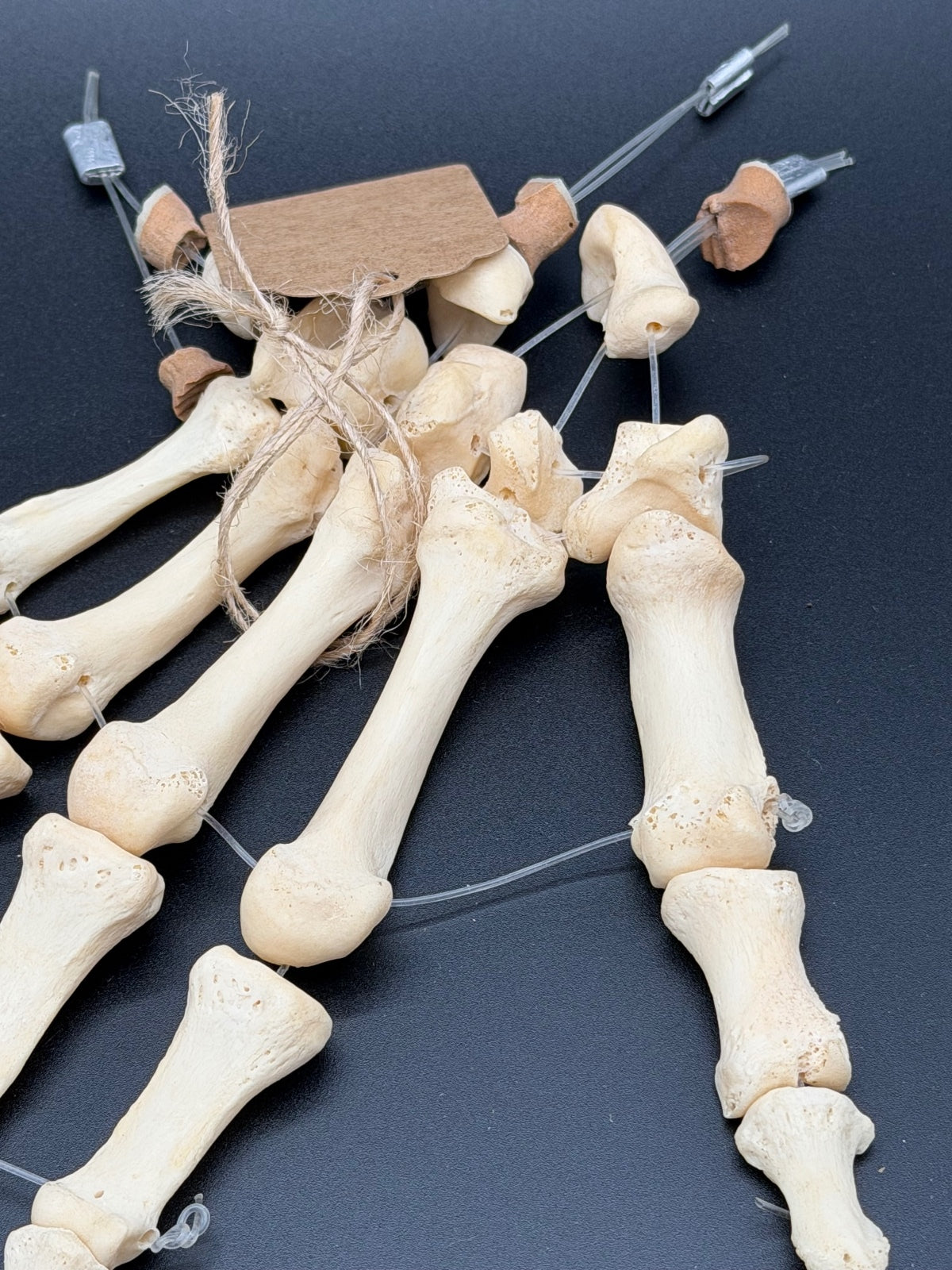 Articulated Real Human Hand Bone Model – Anatomical Medical Teaching Specimen