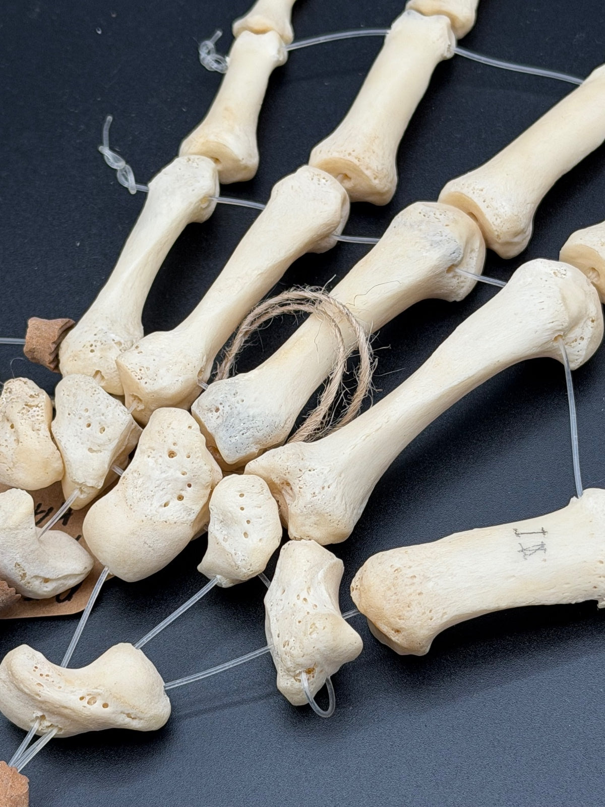 Articulated Real Human Hand Bone Model – Anatomical Medical Teaching Specimen