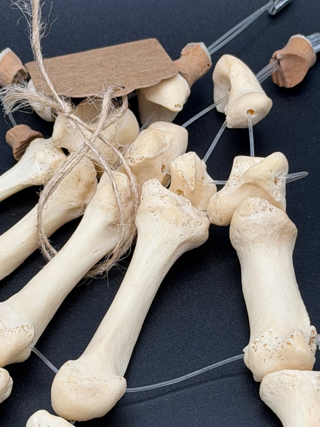 Articulated Real Human Hand Bone Model – Anatomical Medical Teaching Specimen