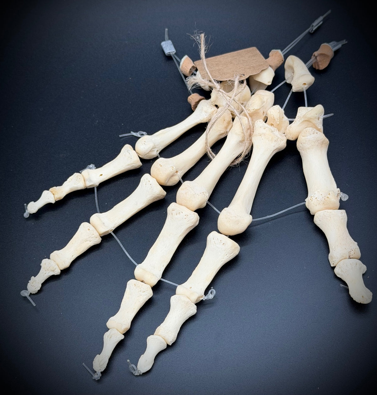 Articulated Real Human Hand Bone Model – Anatomical Medical Teaching Specimen