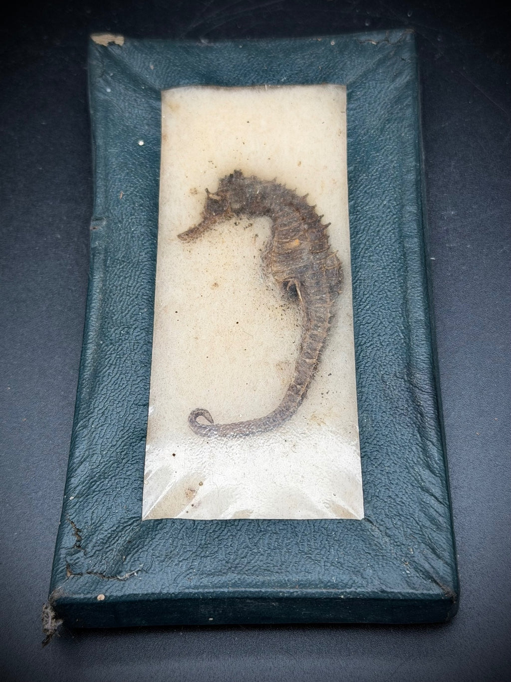 Vintage Shedd Aquarium Dried Seahorse Riker Mount Specimen Chicago Souvenir Oddities
