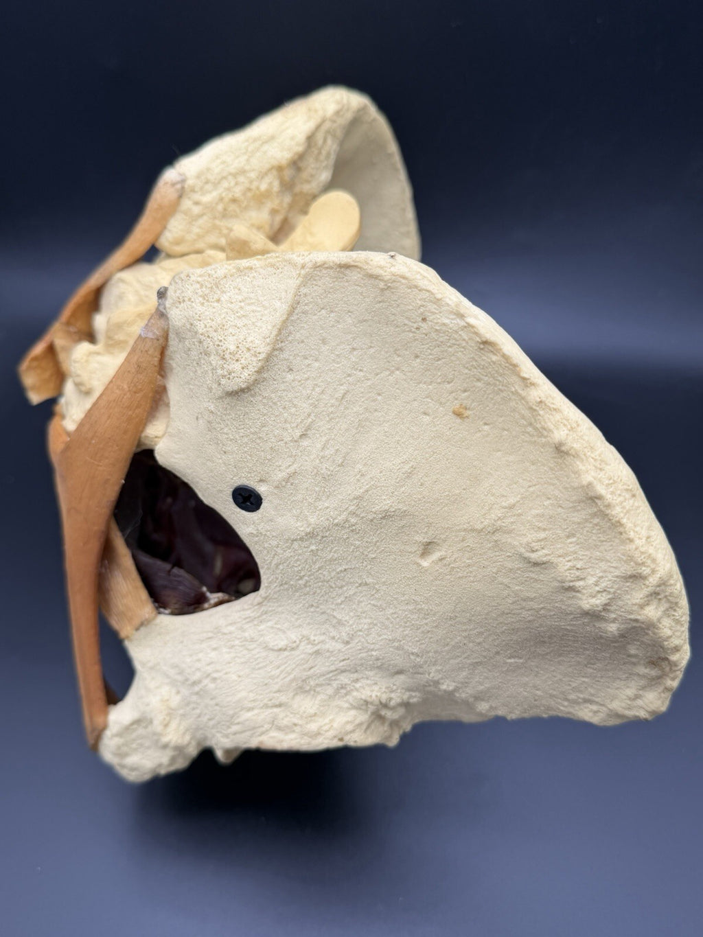 Vintage Baird Medical Anatomical Pelvis Model w/ Pelvic Floor Anatomy