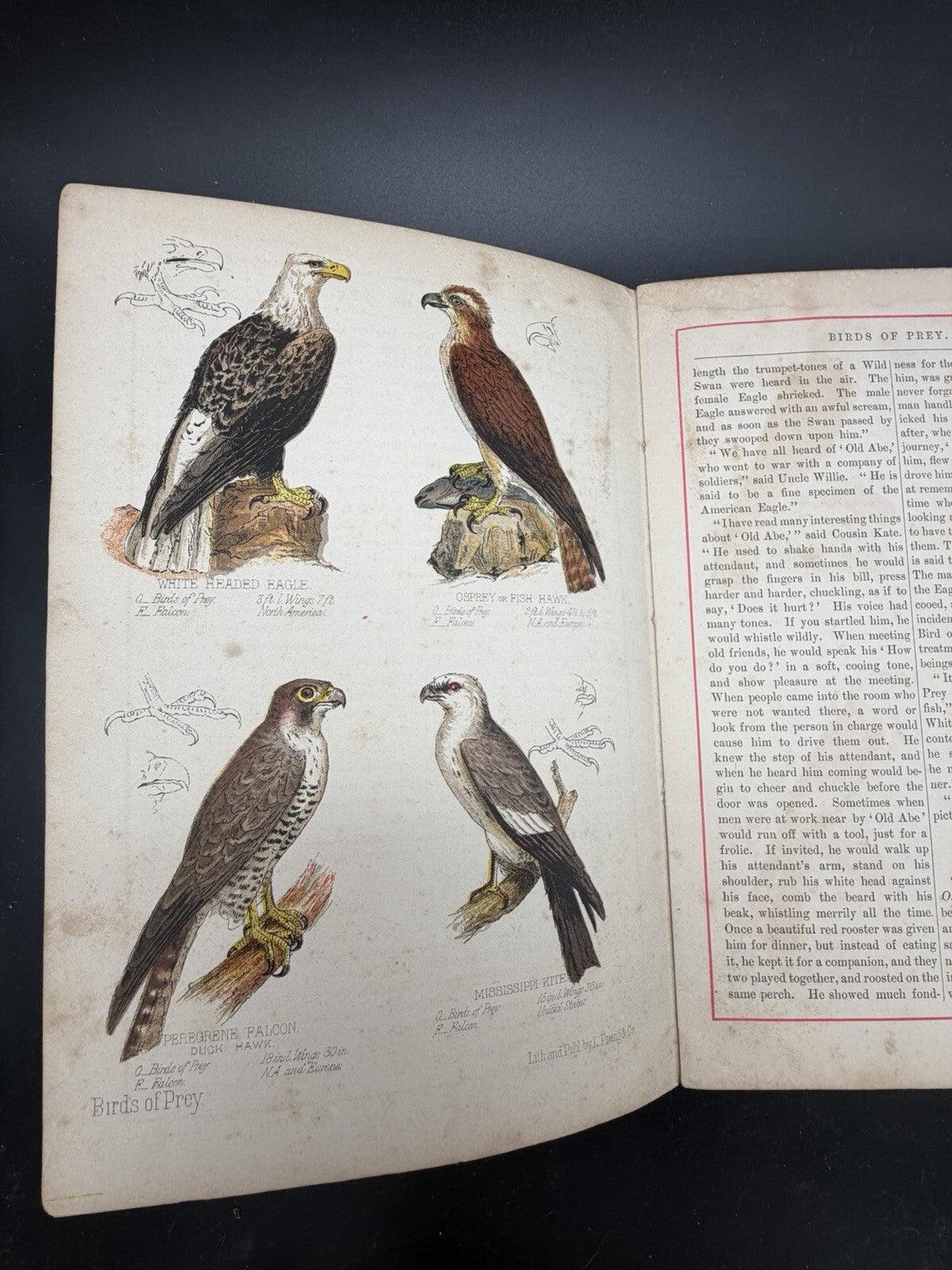 1878 Prang's Natural History Series Children Birds Of Prey Antique Color Book⁠