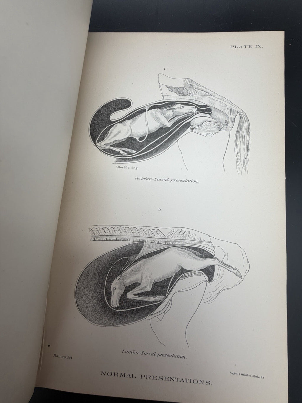 US Department of Agriculture Diseases of The Horse 1890 illustrated