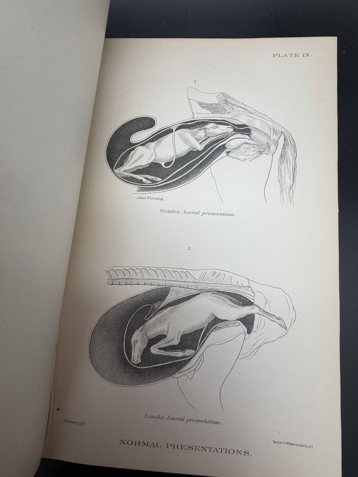 US Department of Agriculture Diseases of The Horse 1890 illustrated