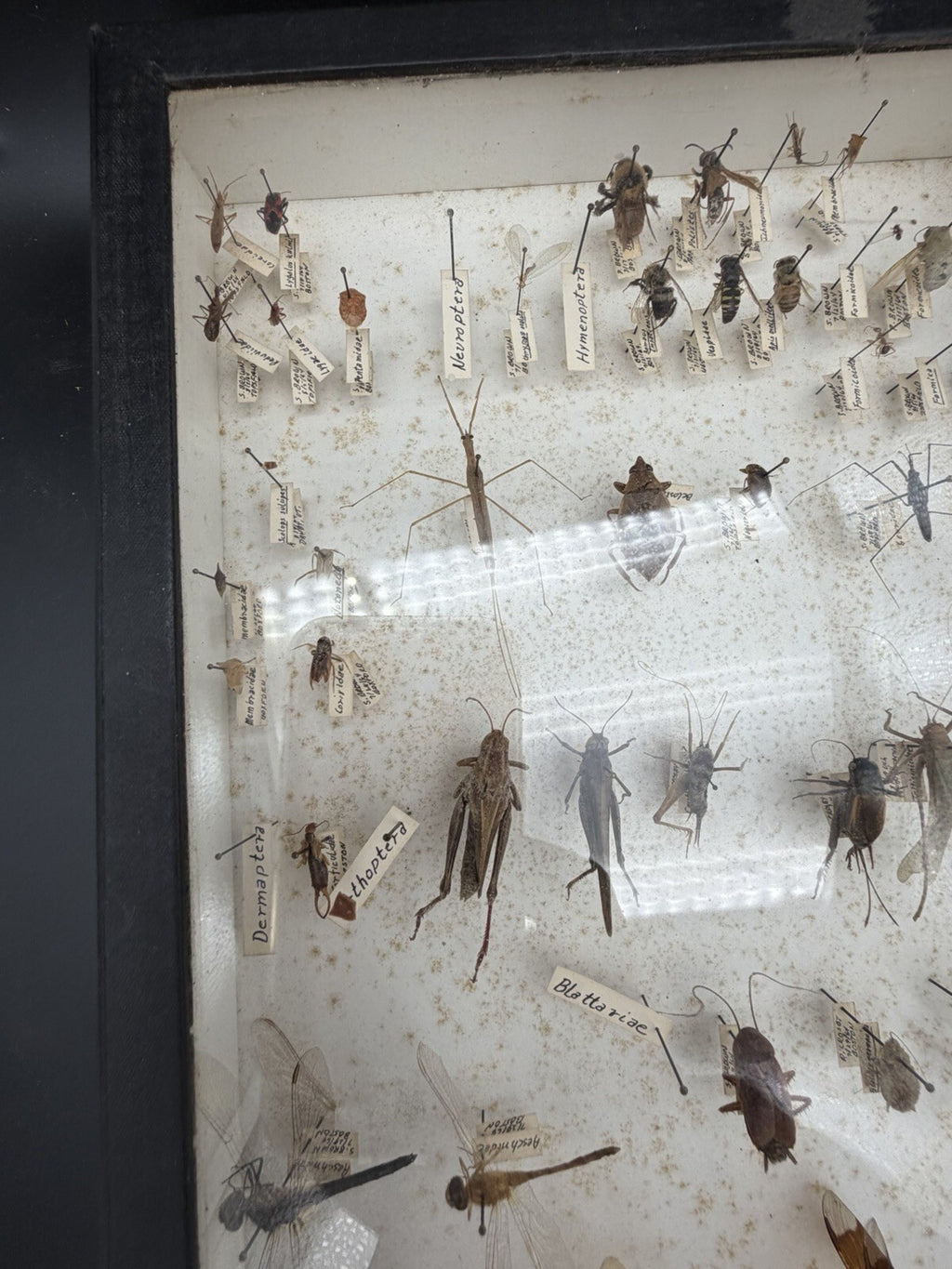 Vintage 1960s Framed Entomology Specimen Box Insect Display