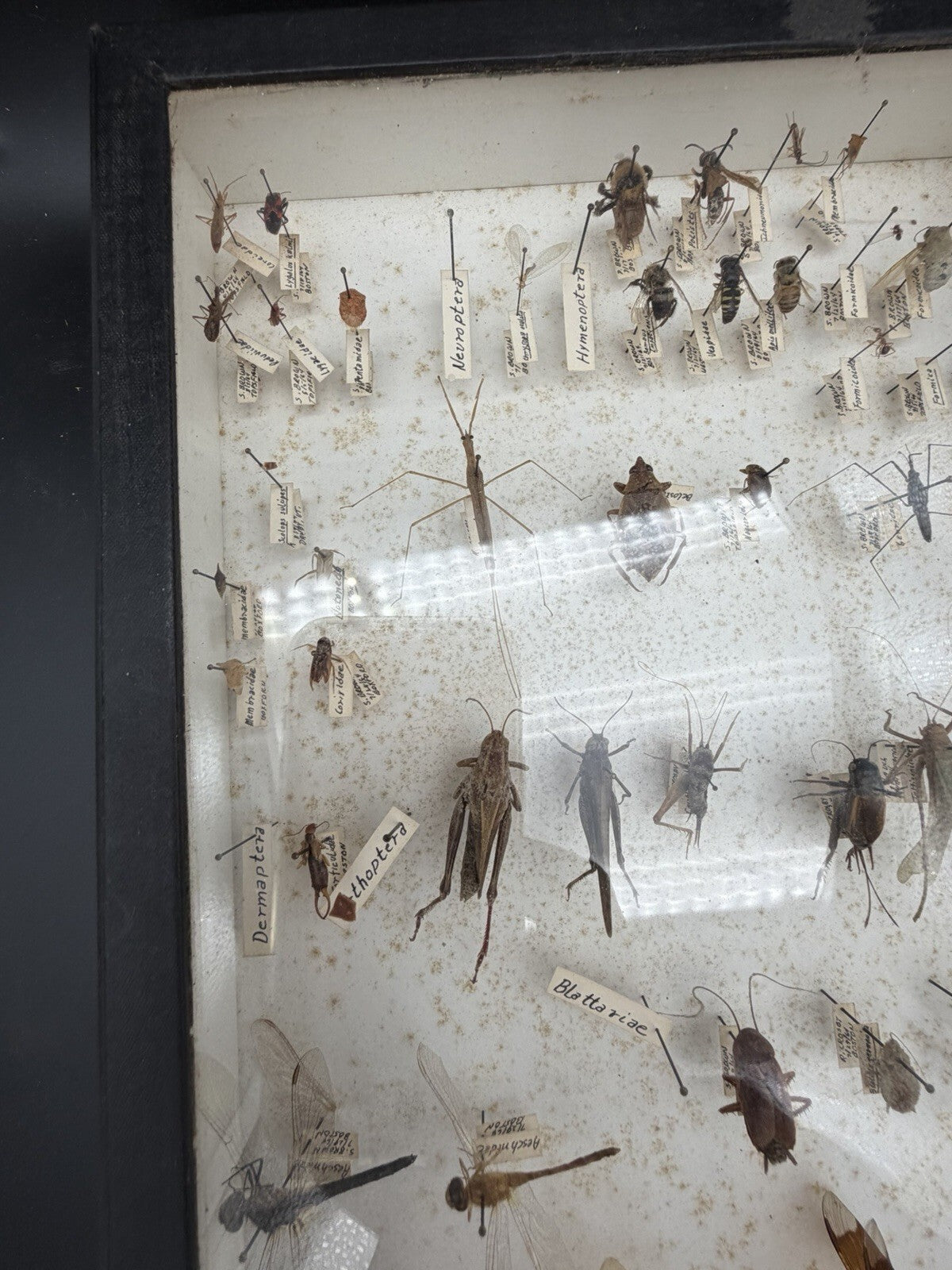 Vintage 1960s Framed Entomology Specimen Box Insect Display