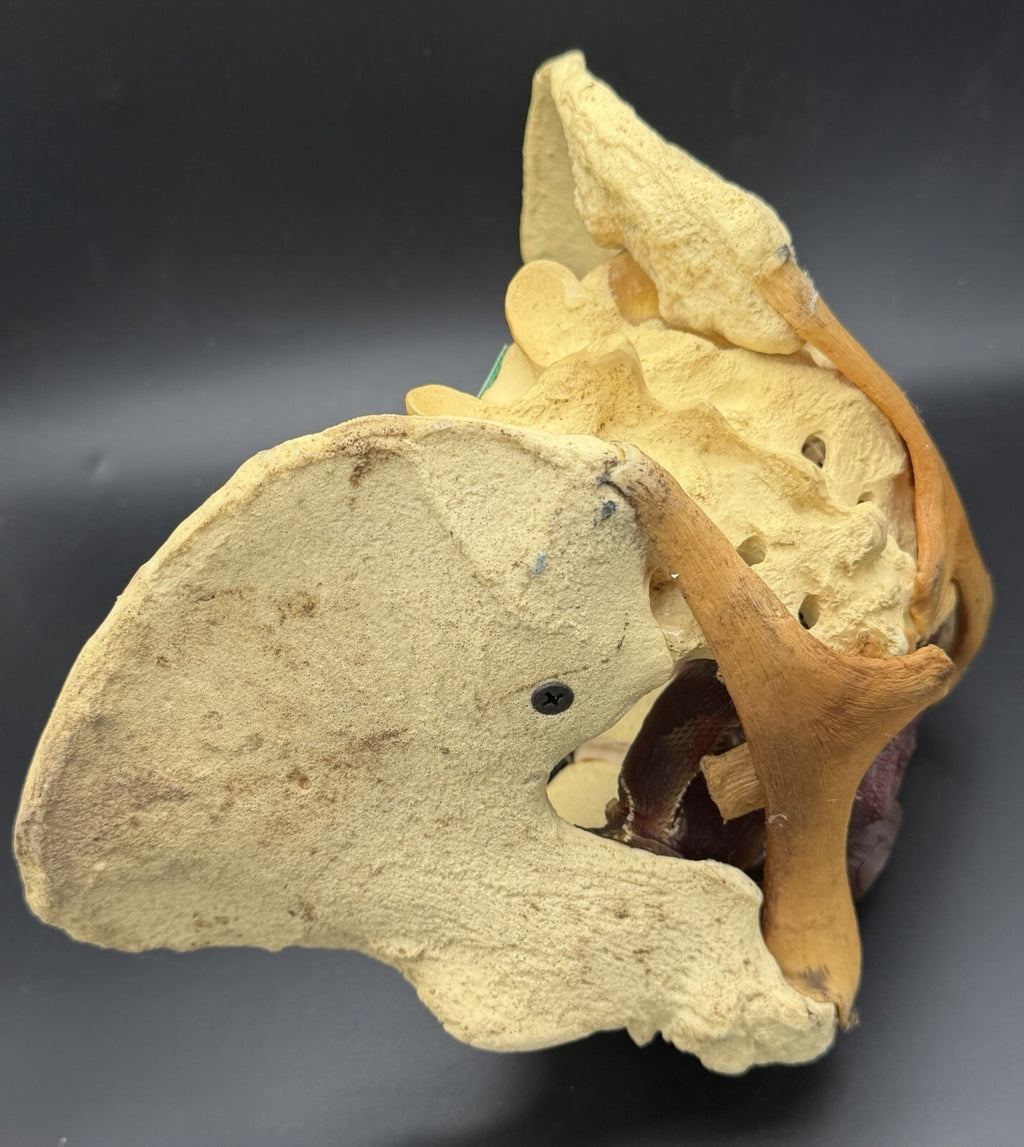 Vintage Baird Medical Anatomical Pelvis Model w/ Pelvic Floor Anatomy