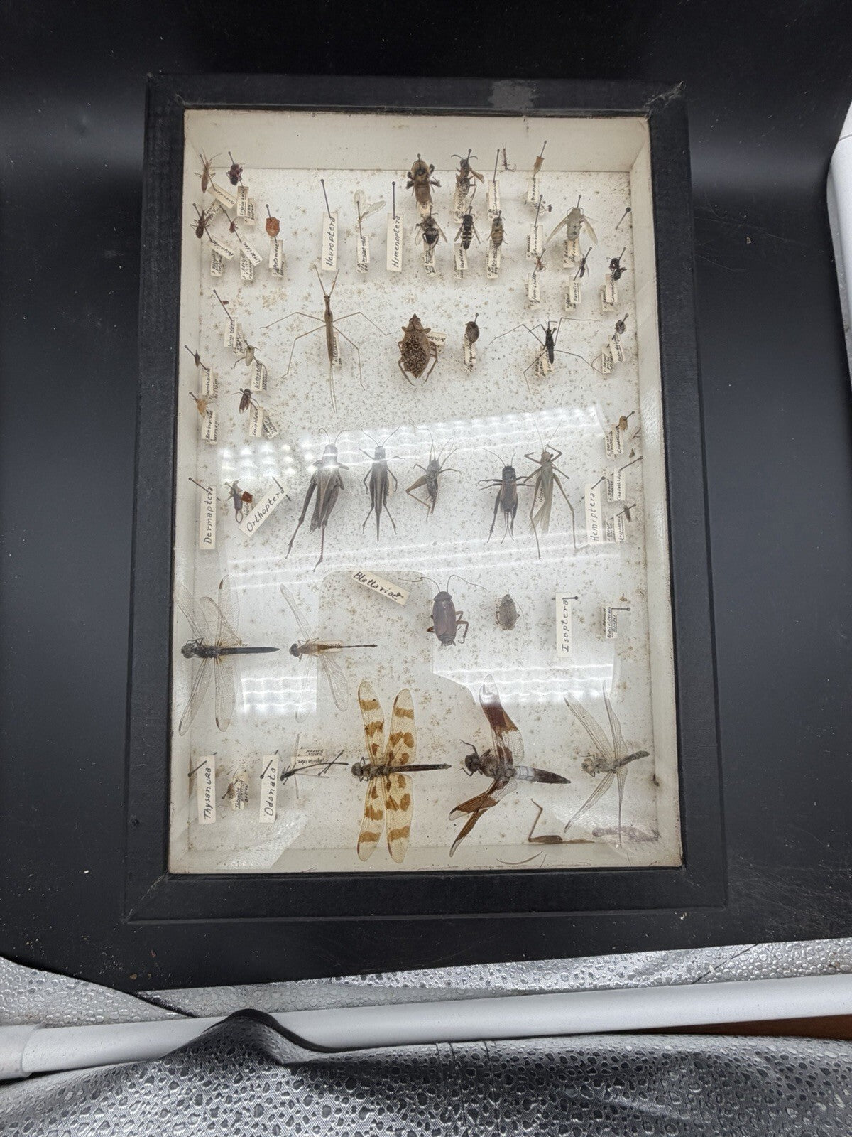 Vintage 1960s Framed Entomology Specimen Box Insect Display