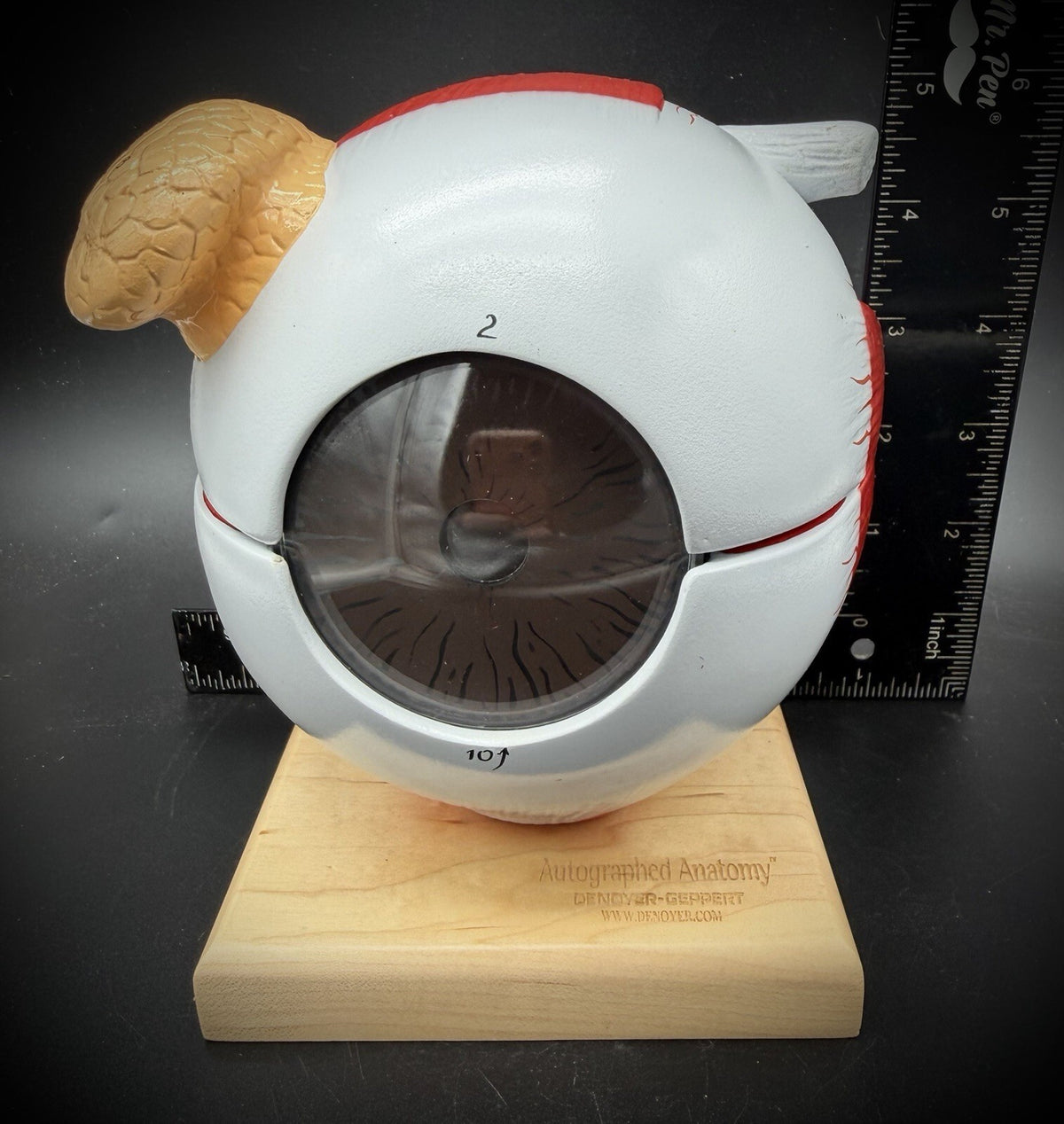 Denoyer-Geppert Autographed Anatomy Oversized Giant Human Eye Model on Base