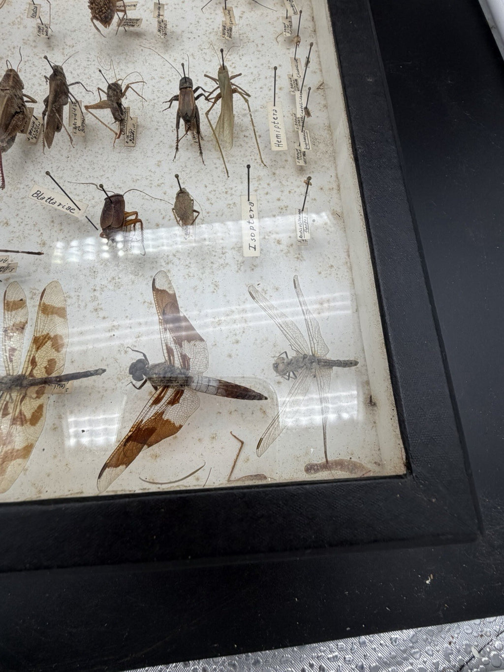 Vintage 1960s Framed Entomology Specimen Box Insect Display