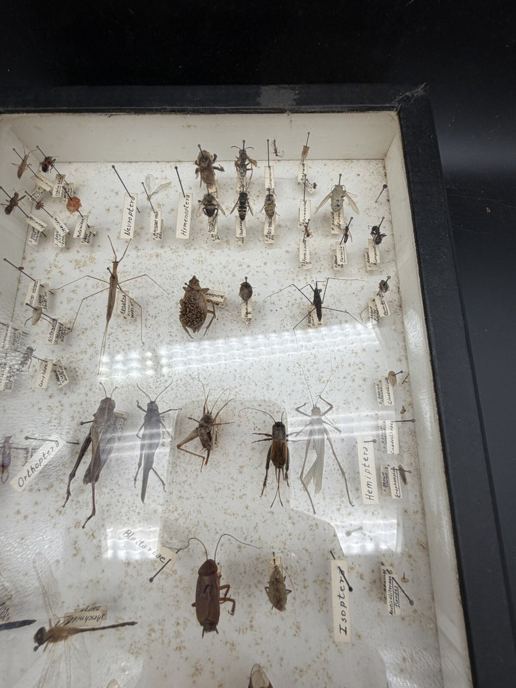 Vintage 1960s Framed Entomology Specimen Box Insect Display
