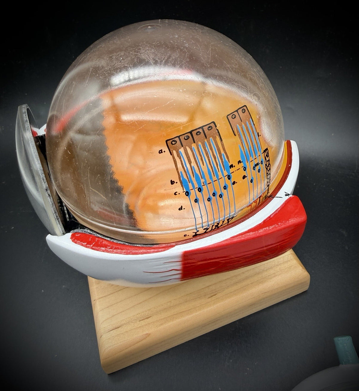 Denoyer-Geppert Autographed Anatomy Oversized Giant Human Eye Model on Base